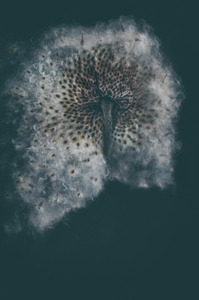 untitled from the series "Waiting for the Awakening"