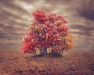 Trident Maple