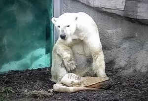 CAPTIVITY