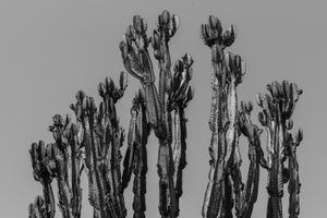 Reaching for the sun