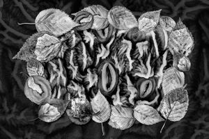 Birch Stomata