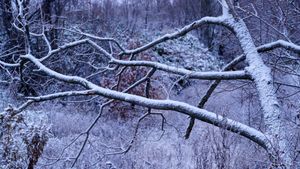 Snow on branches
