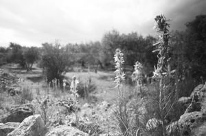 Wild Flowers, 2010 © Clara Abi Nader
