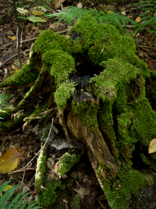 Brandenburg Forests 05