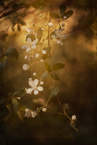Blackberry Blossoms