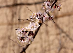 Apricots Blossoms - Springtime - Kazakhstan