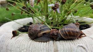 Snail love