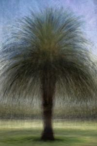 Phoenix dactylifera (date palm)