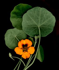 Nasturtium on Black