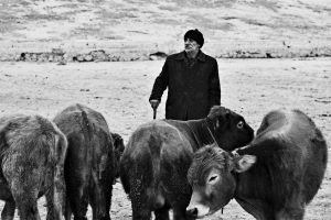 Animal Market