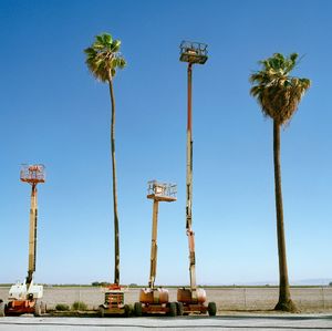 Cherry Pickers and Palms  © David Paul Bayles