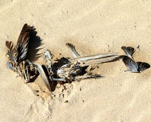 Death in the Sand
