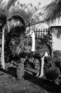 Urban safari - Ostrich