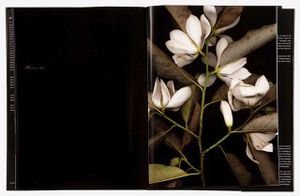 spread198  Magnolia (Magnolia)From the book, joSon Intimate Portraits of Nature