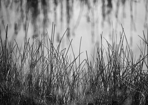 The Pond Project #51