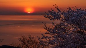 Cherry blossoms in the sunset.