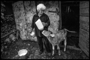Feeding the calves.