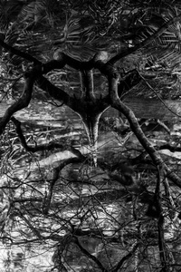 Brain
