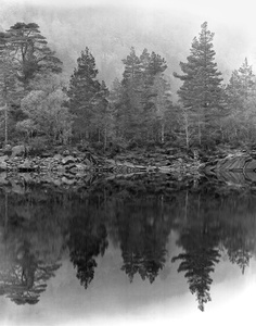 Misty Trees, Loch Beinn a Mheadhoin