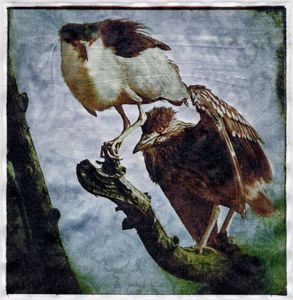 © Wendi Schneider "Herons"