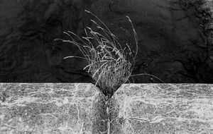 © Flavio Martin Morante