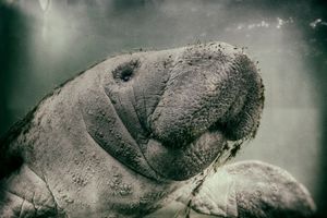 West Indies Manatee Calf Portrait