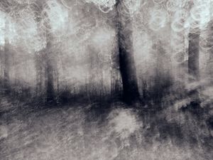 Forest in Autumn