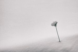 WHITE [ABSENCE] - Covered