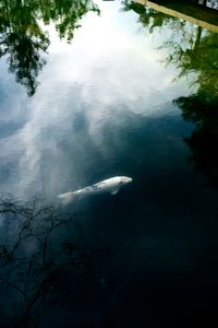 Waltz on the water