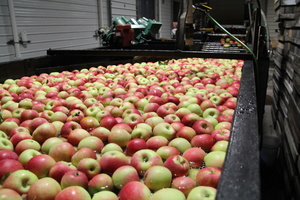 Apple bath to conveyor belt for selection.