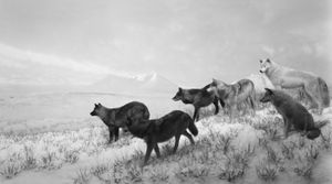 Alaskan Wolves, 1994 © Hiroshi Sugimoto, Pace/MacGill Gallery