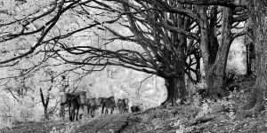 Horses and mules still ply a southern section of the road leading towards Burma from Heshun, an old village close to Tengchong, passing under a stand of old banyan trees © Michael Freeman
