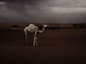 Dajla, Saharawi Refugee Camp. Hamada Desert (Sahara), Algeria.