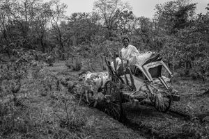 Human & Tiger Conflict