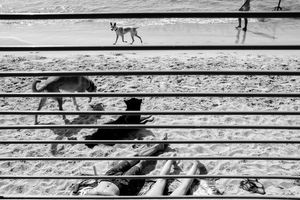 Legs & Dogs