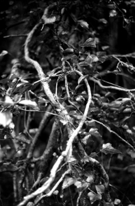 Untitled VII