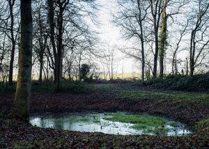 La forêt départementale du belvédère
