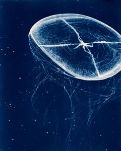 Mitrocoma Floating