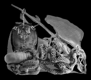 Nature Morte 8