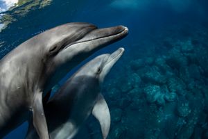 Dolphin of Mikurajima face