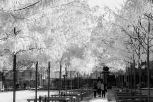 Dazzling Leaves