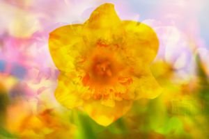 Daffodil Trumpets