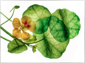 Nasturtium on White