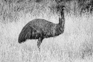 EMU IN THE BUSHES