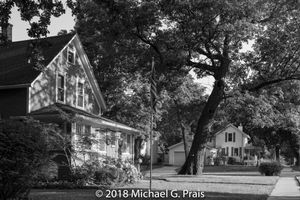 Flagpole and Tree