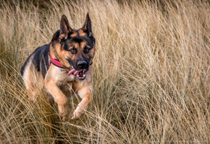 German Shepard