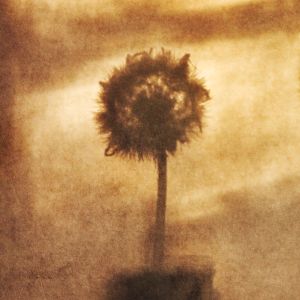 Dandelion Shadow