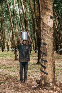 Malawi Rubber Plantation