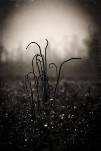 Onion Grass
