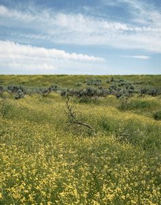 We Sagebrush Folks © Alexis Pike